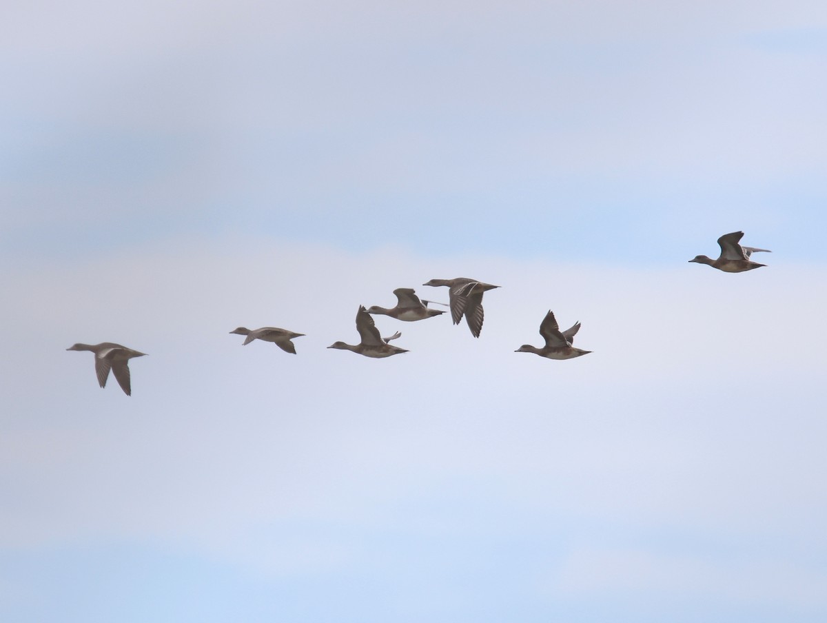 American Wigeon - ML643238547