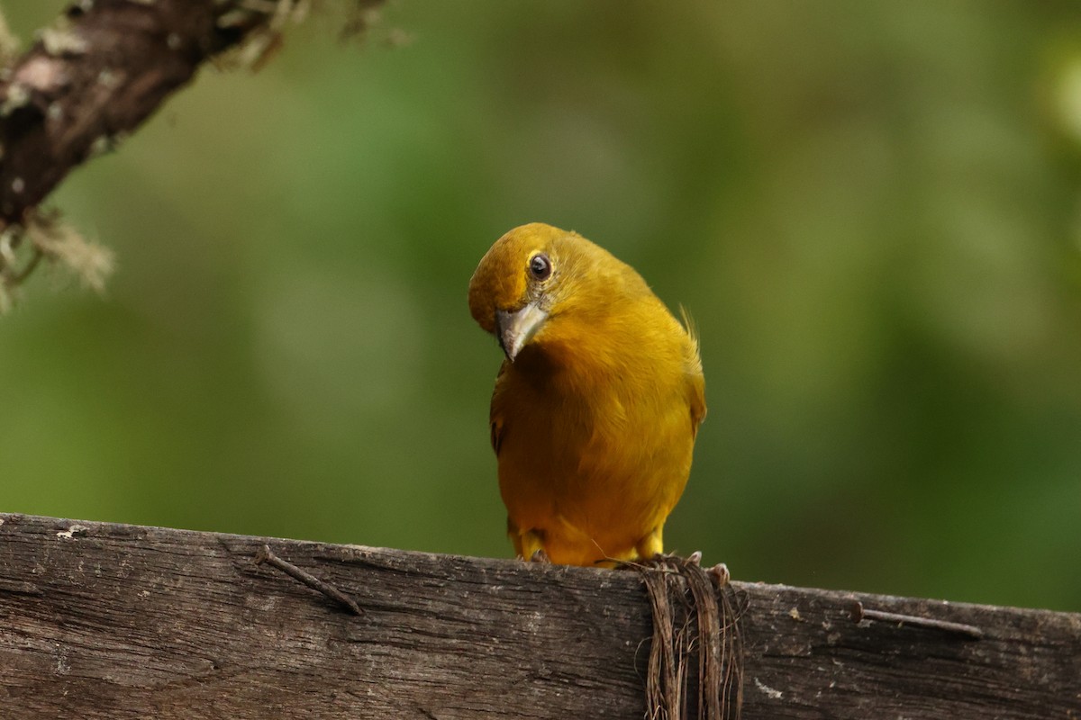 Hepatic Tanager - ML643238553