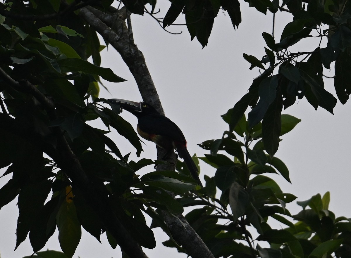 Collared Aracari - ML643238554