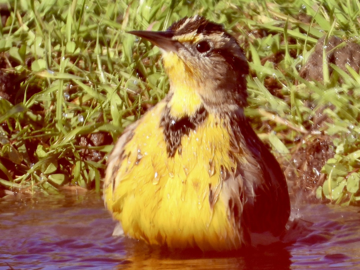 Western Meadowlark - ML643238560