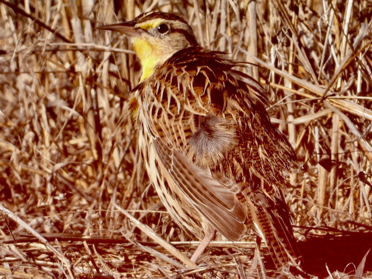 Western Meadowlark - ML643238561