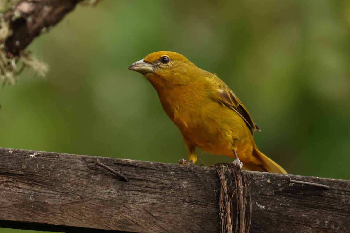 Hepatic Tanager - ML643238573