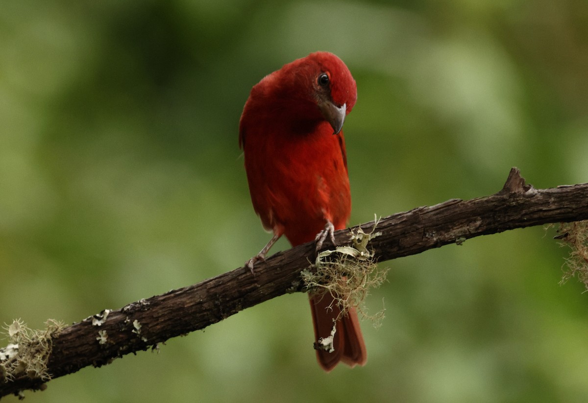 Hepatic Tanager - ML643238590