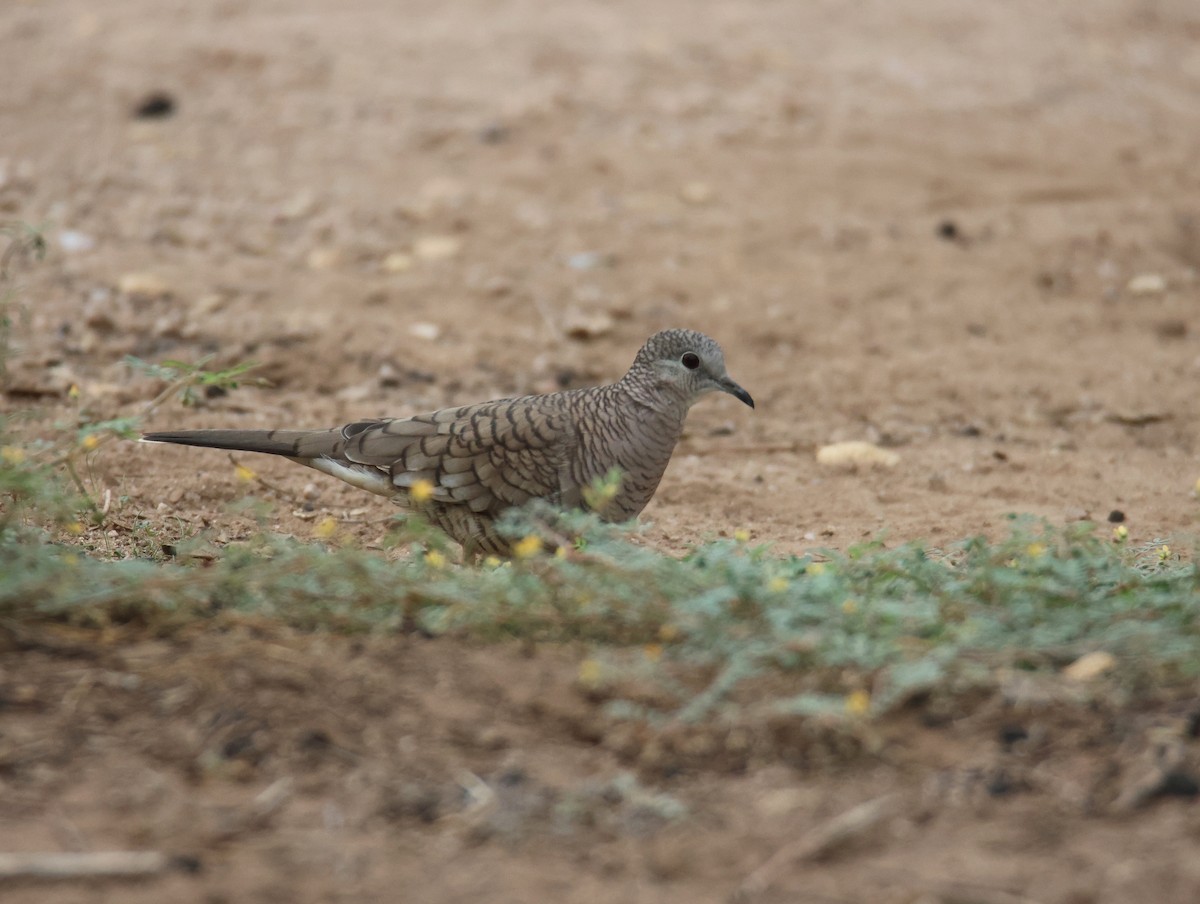Inca Dove - ML643238613