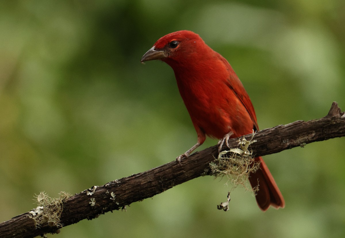 Hepatic Tanager - ML643238616