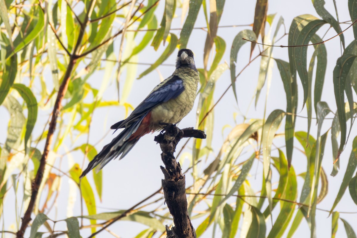 Northern Rosella - ML643238617