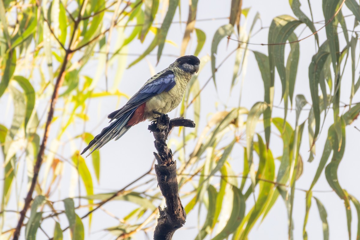 Northern Rosella - ML643238618