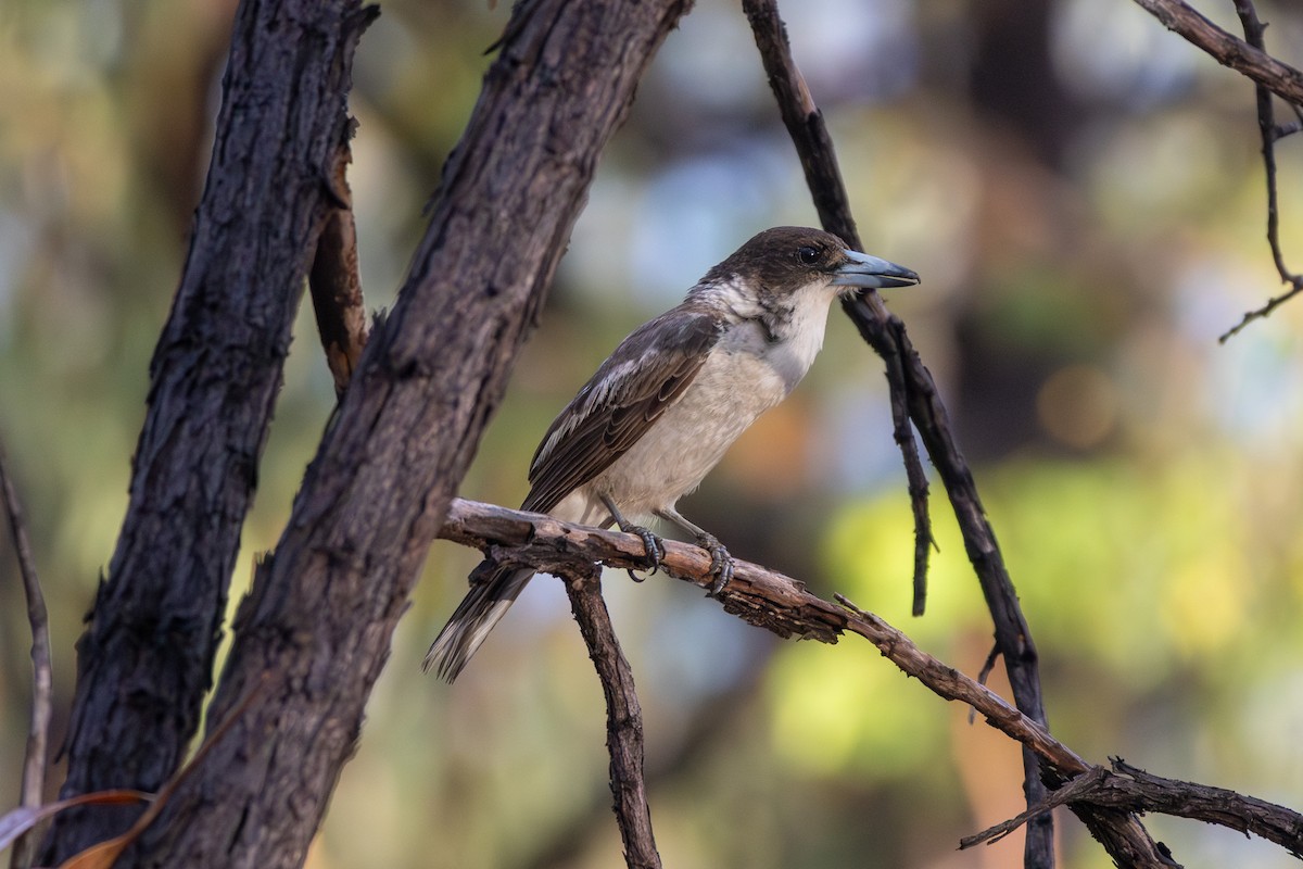Silver-backed Butcherbird - ML643238622
