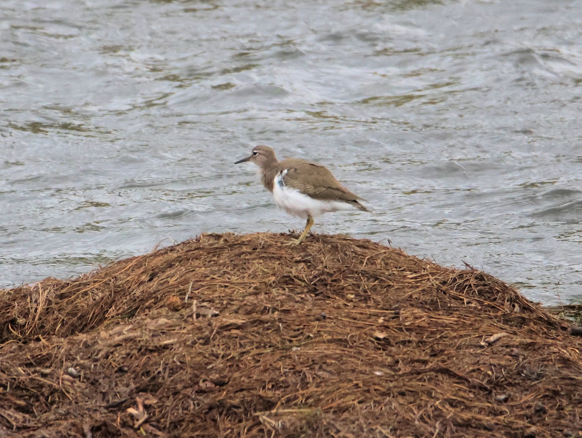 Spotted Sandpiper - ML643238626