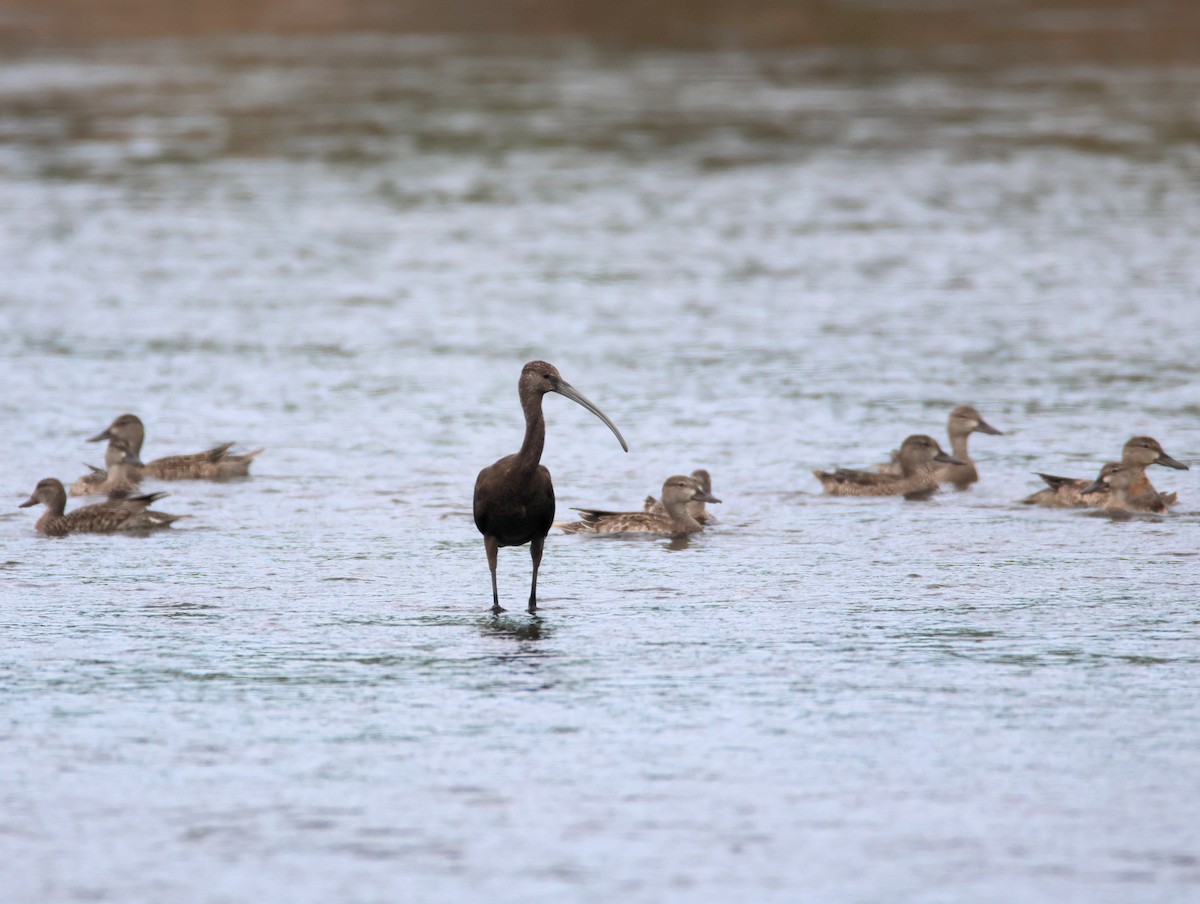 White-faced Ibis - ML643238631
