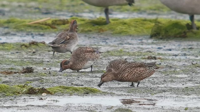 Green-winged Teal (Eurasian) - ML643238633
