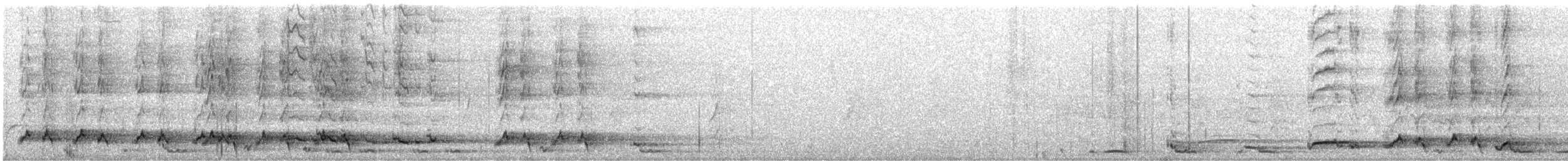 Silver-backed Butcherbird - ML643238634