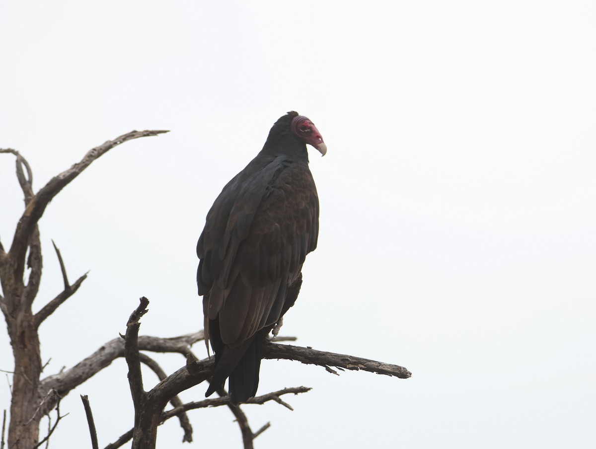 Turkey Vulture - ML643238646