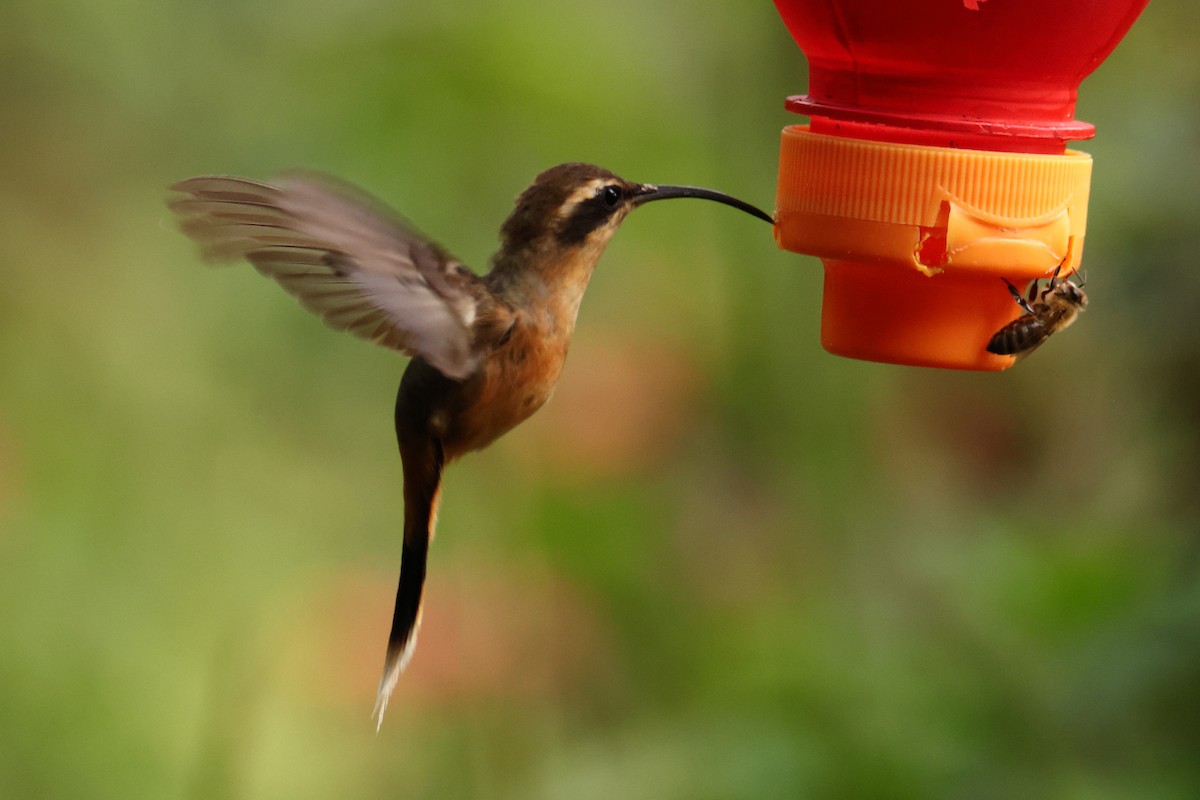 Gray-chinned Hermit - ML643238652