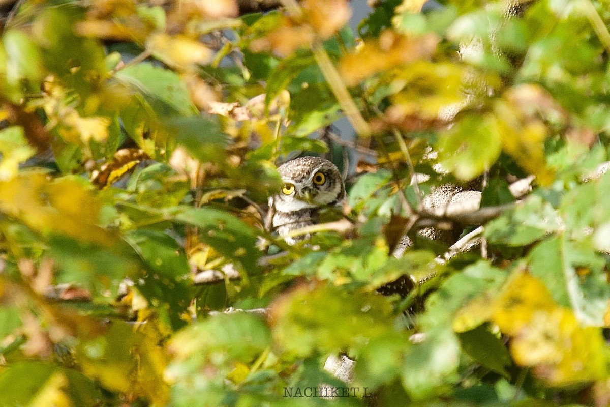 Spotted Owlet - ML643238655