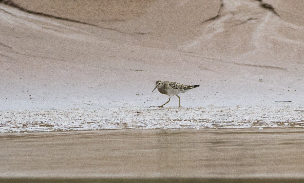 Pectoral Sandpiper - ML643238656