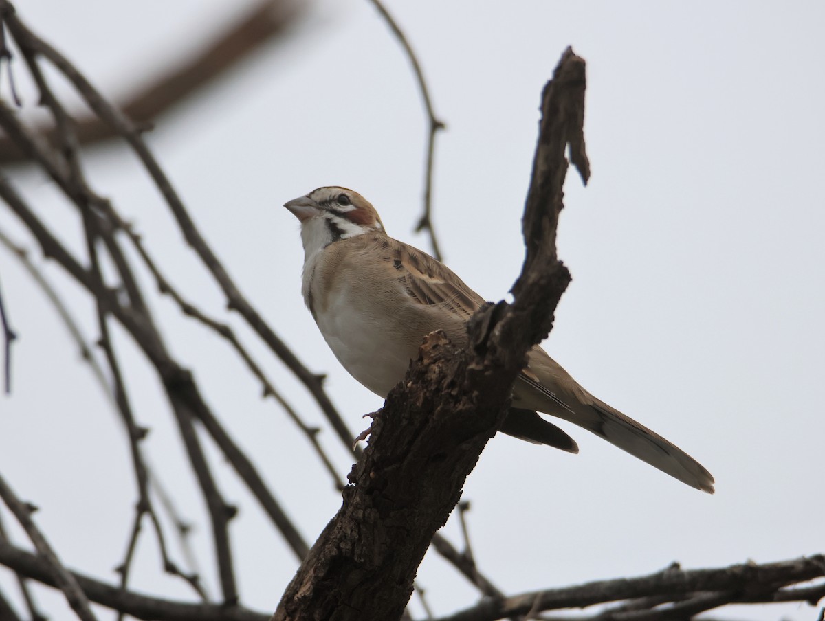 Lark Sparrow - ML643238692