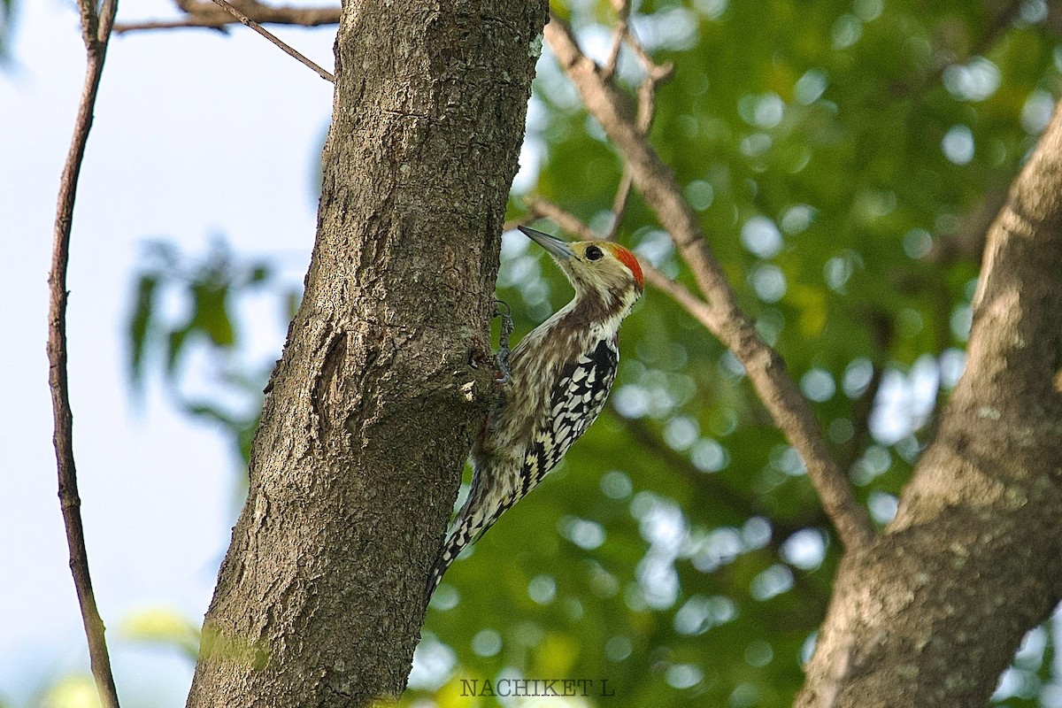 Yellow-crowned Woodpecker - ML643238695