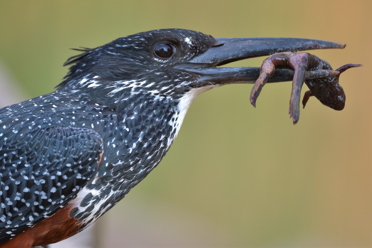 rybařík velký - ML643238698