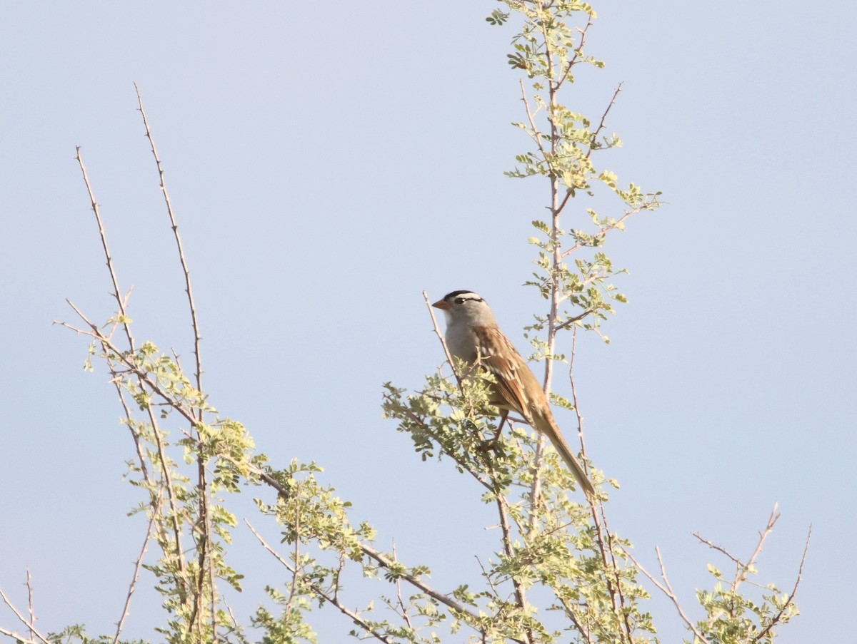 White-crowned Sparrow - ML643238709