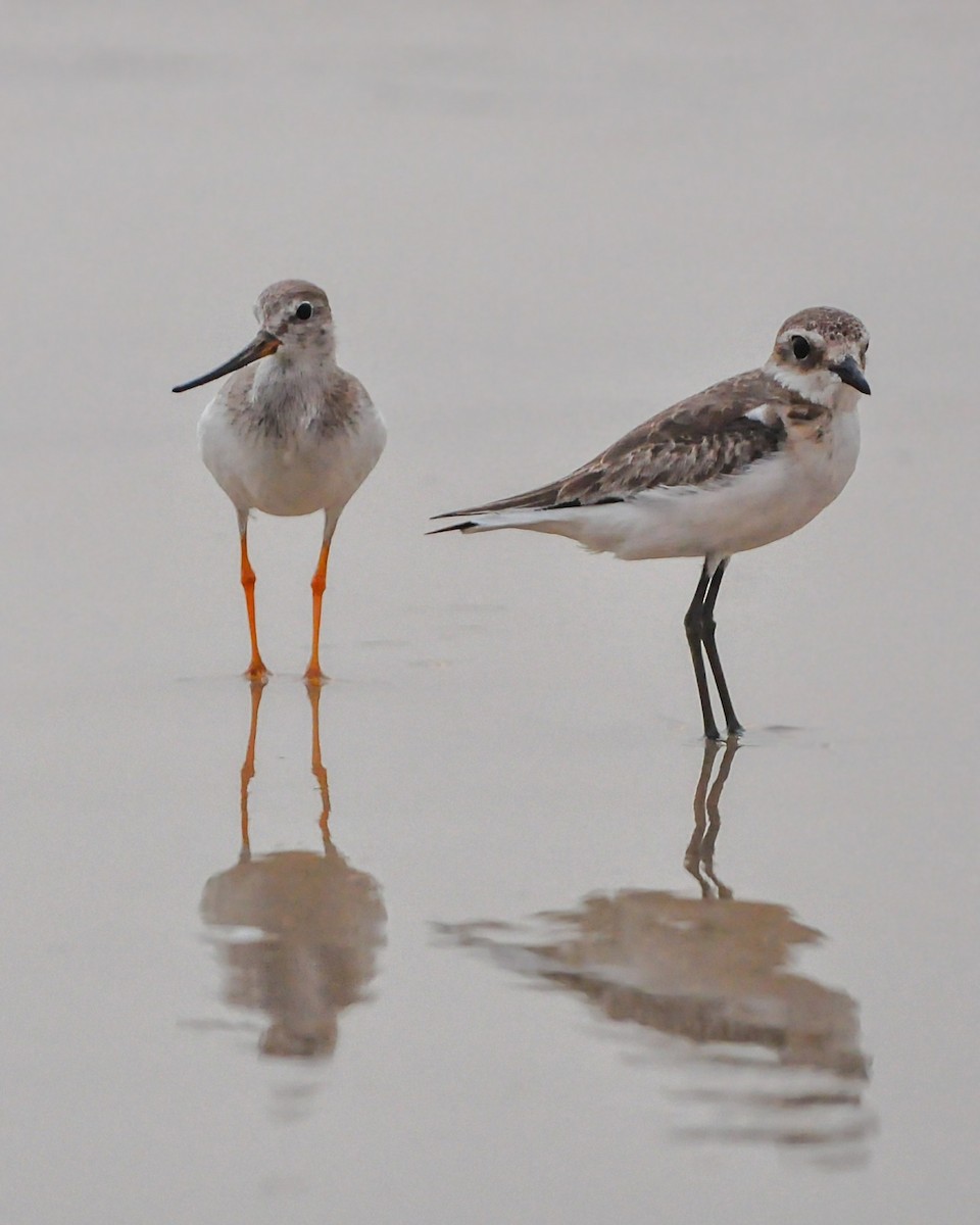 Terek Sandpiper - ML643238711