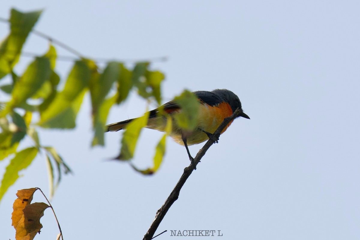 Small Minivet - ML643238717
