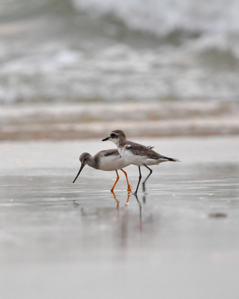 Terek Sandpiper - ML643238718