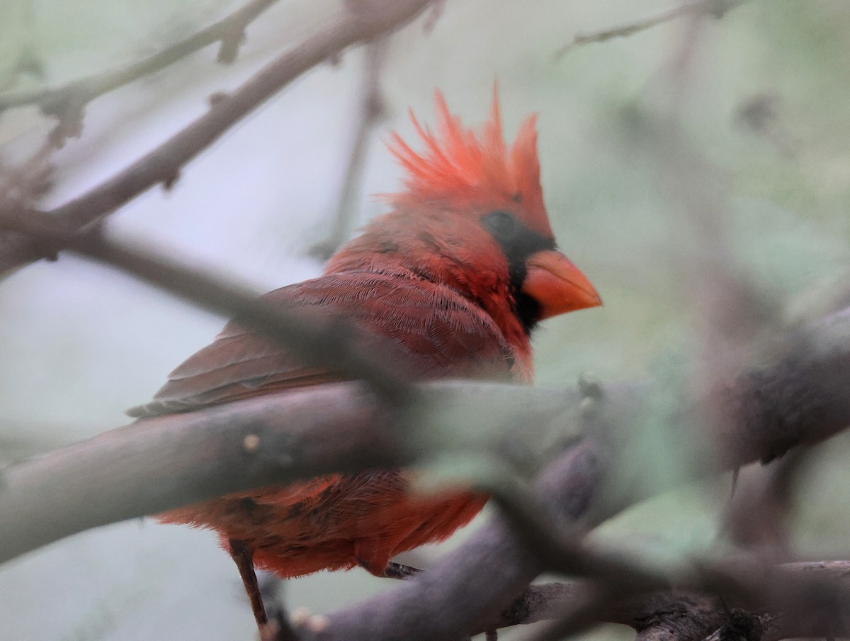 Northern Cardinal - ML643238724