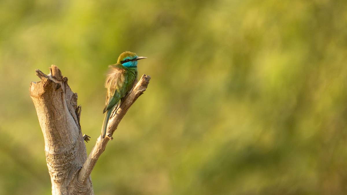 Arabian Green Bee-eater - ML643238726