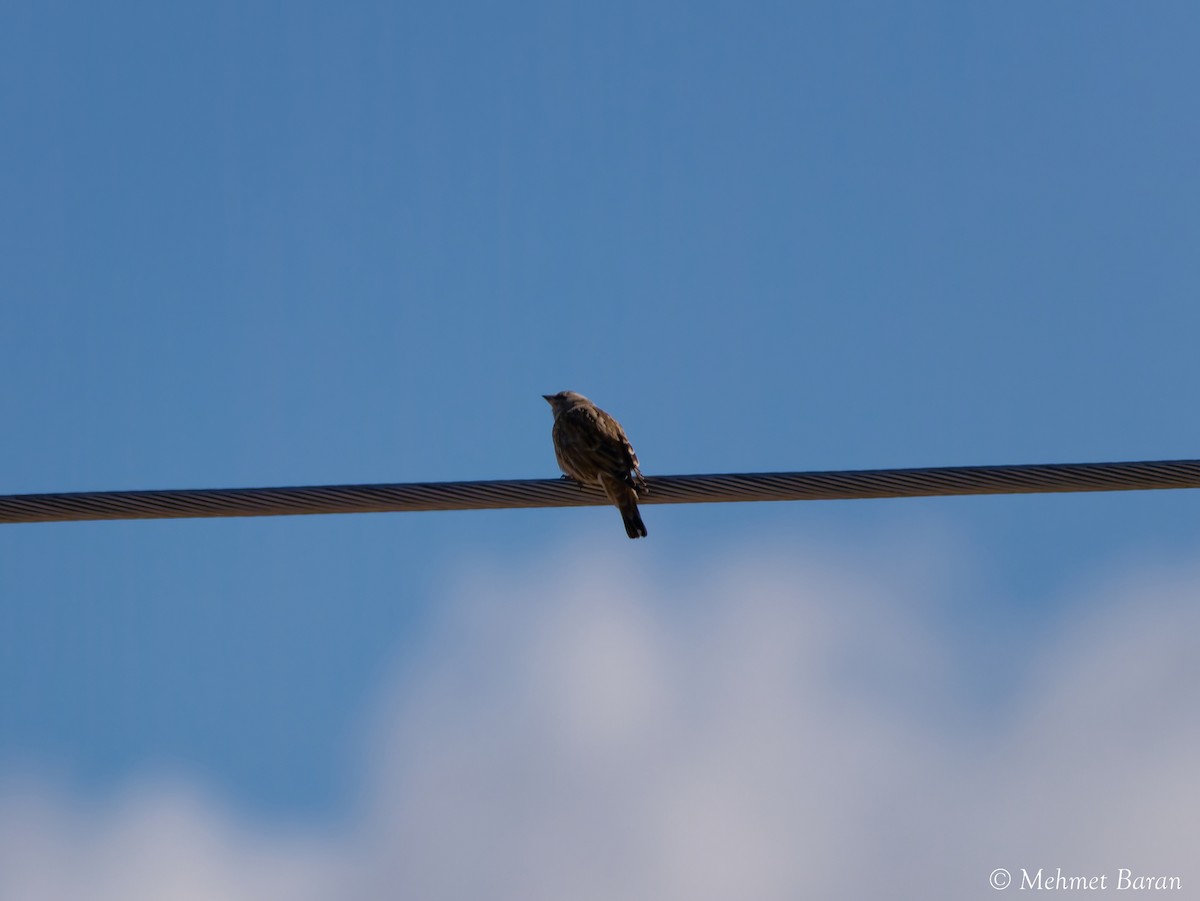 Rock Sparrow - ML643238727