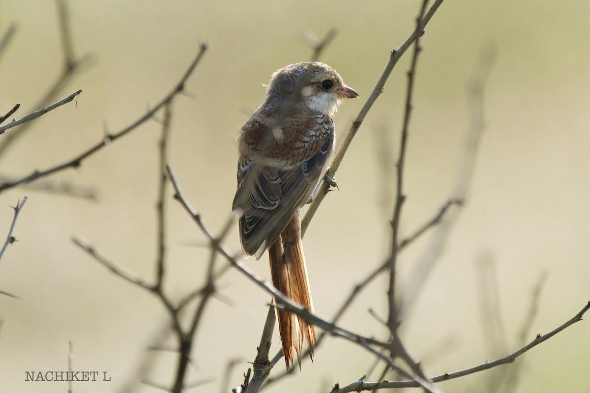 Bay-backed Shrike - ML643238728