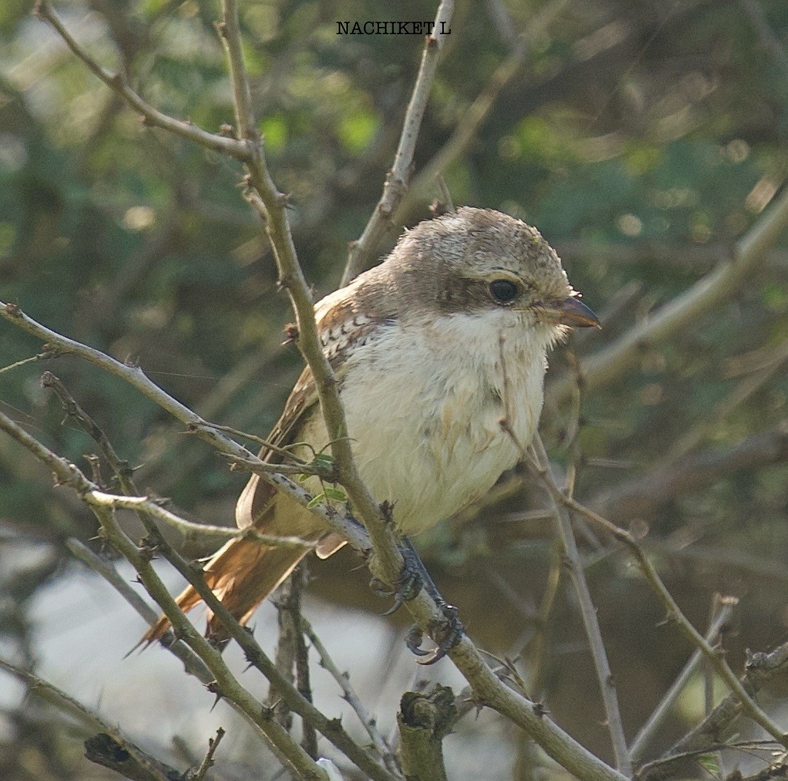 Bay-backed Shrike - ML643238729
