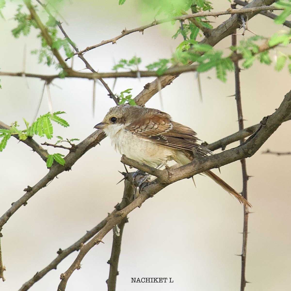 Bay-backed Shrike - ML643238730