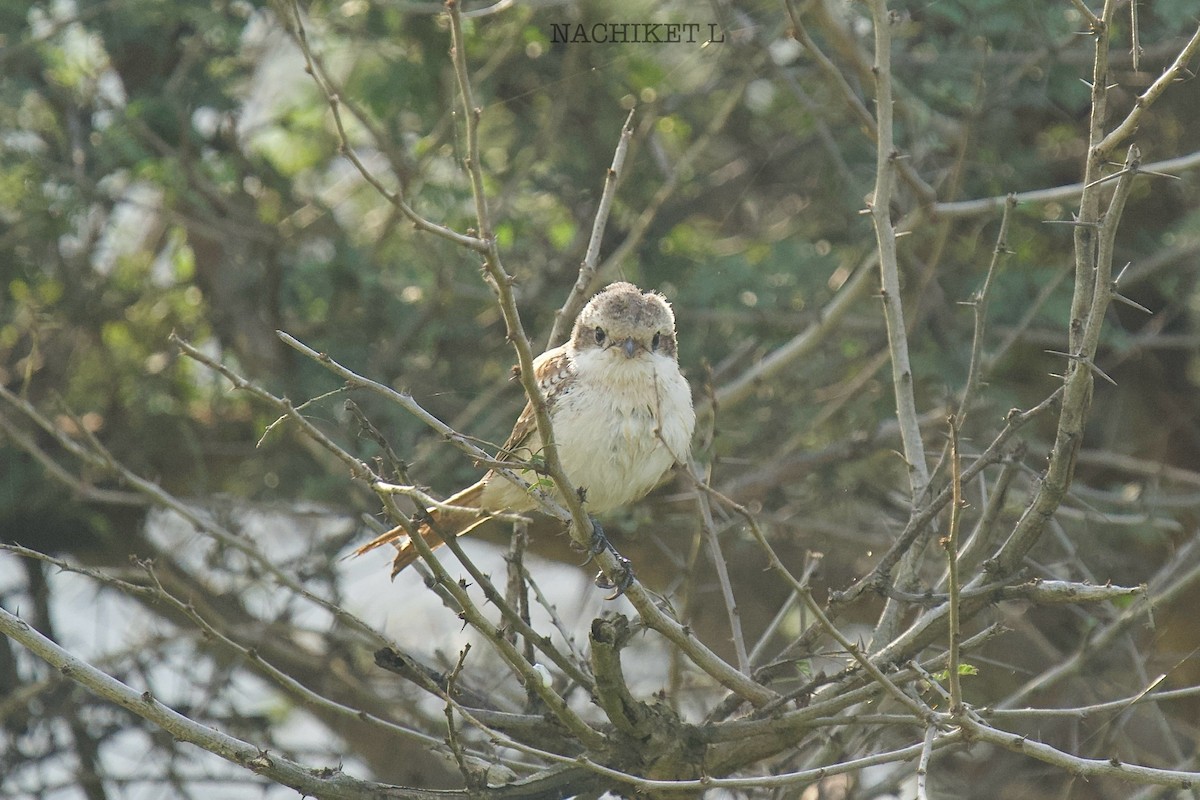 Bay-backed Shrike - ML643238731