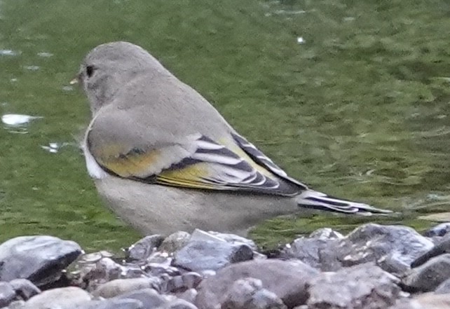 Lawrence's Goldfinch - ML643238734