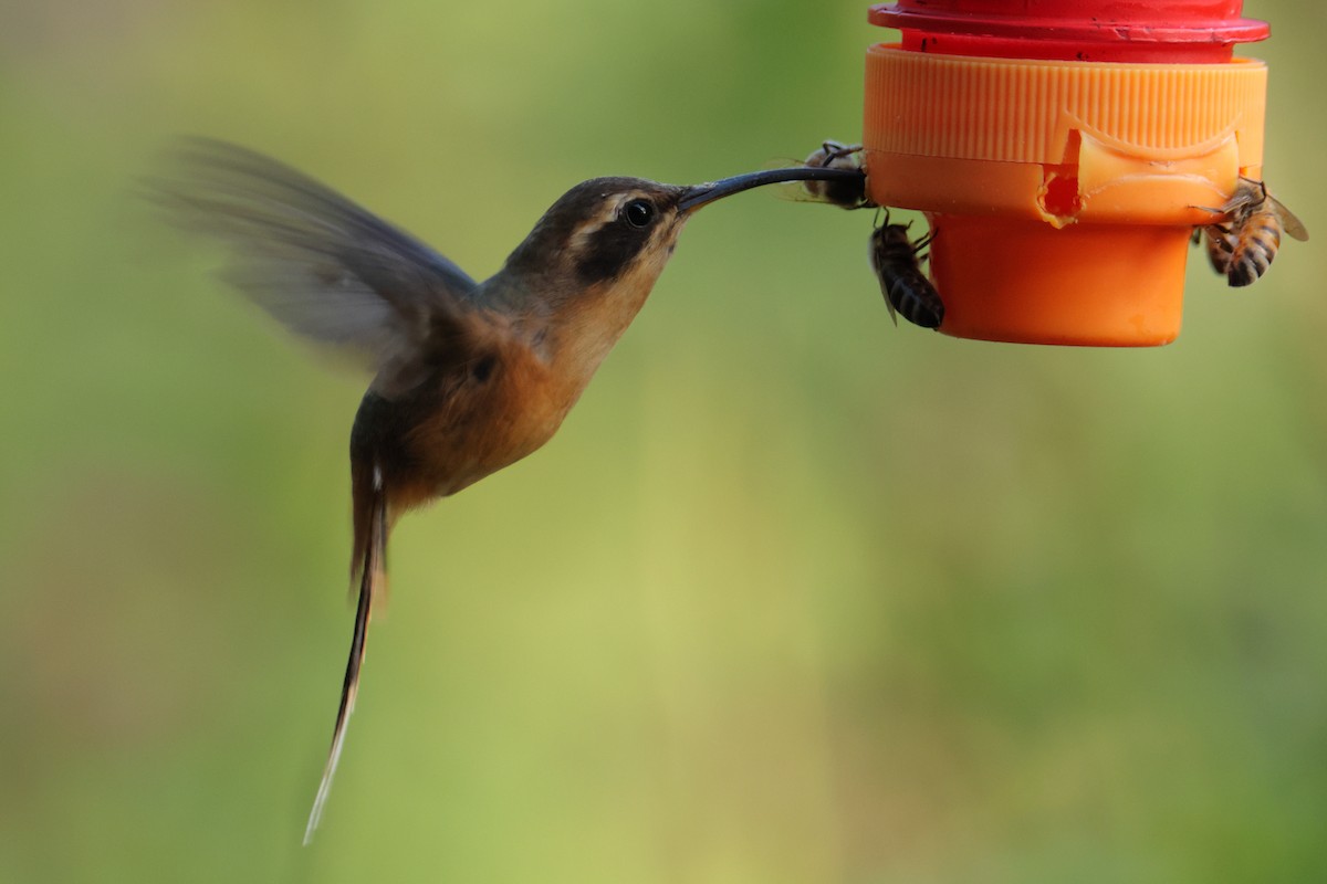 Gray-chinned Hermit - ML643238739
