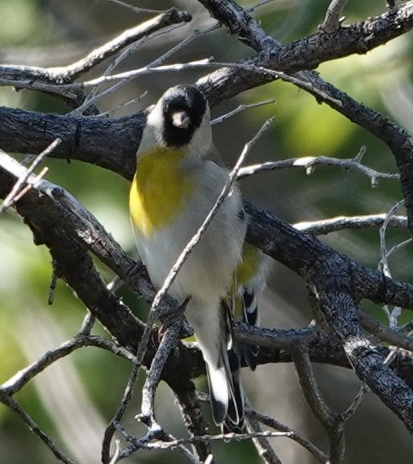 Lawrence's Goldfinch - ML643238740