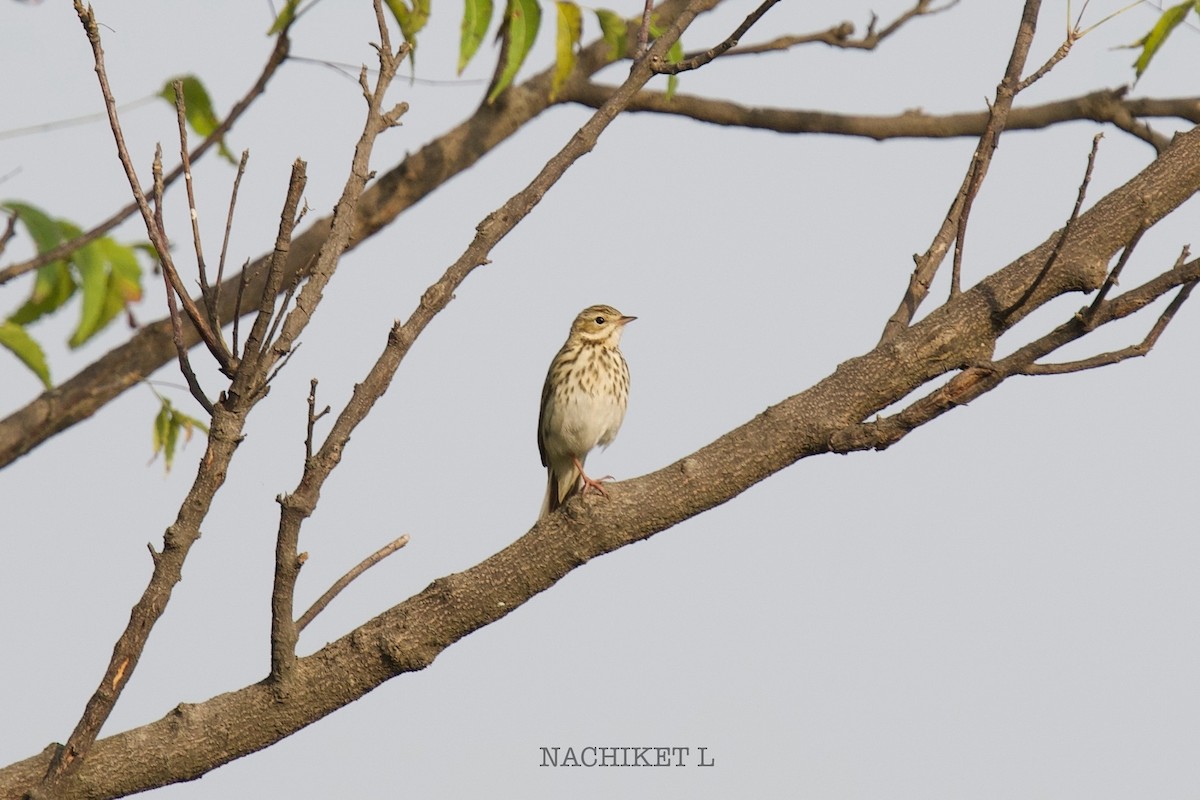 Tree Pipit - ML643238747