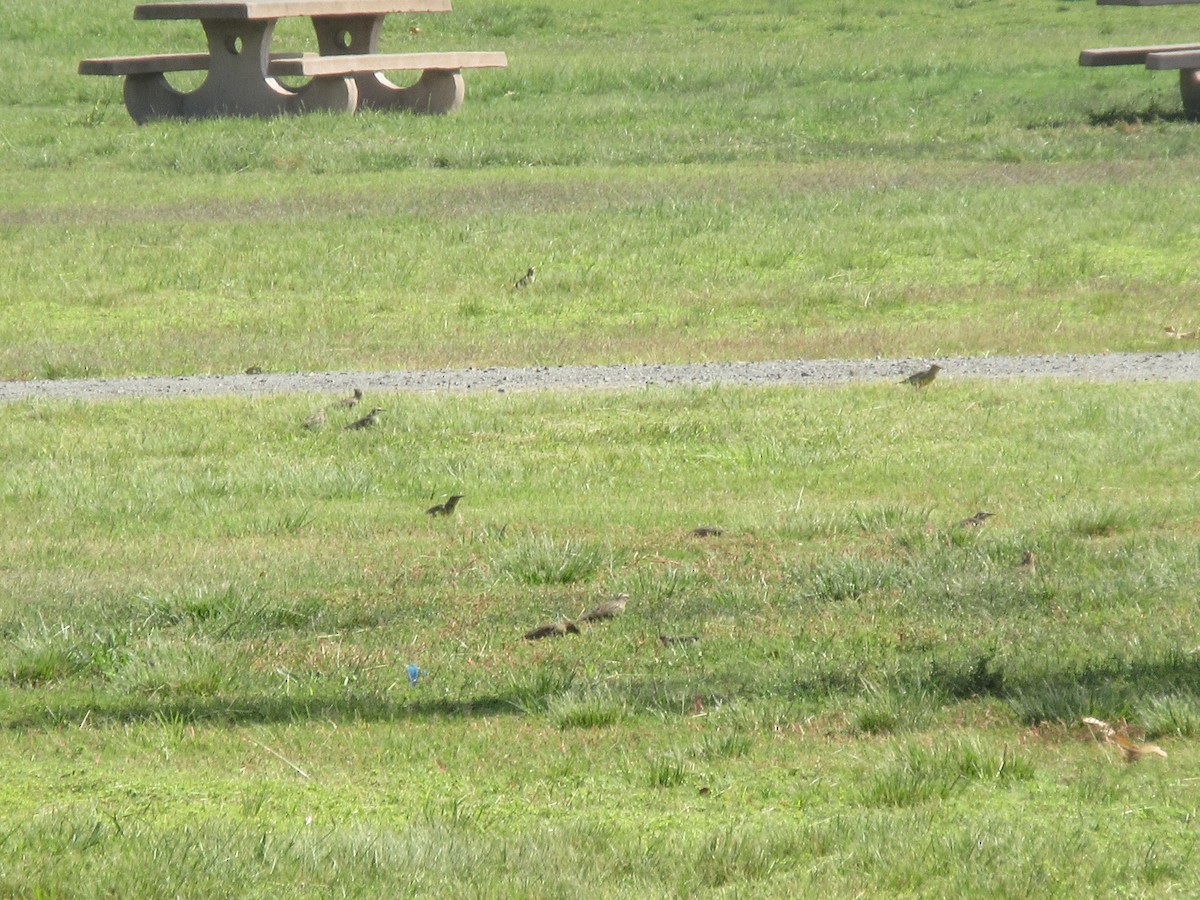 Western Meadowlark - ML643238754