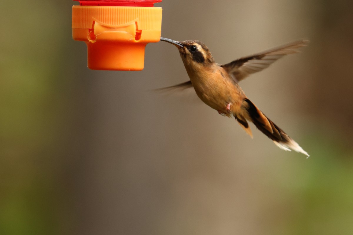 Gray-chinned Hermit - ML643238756