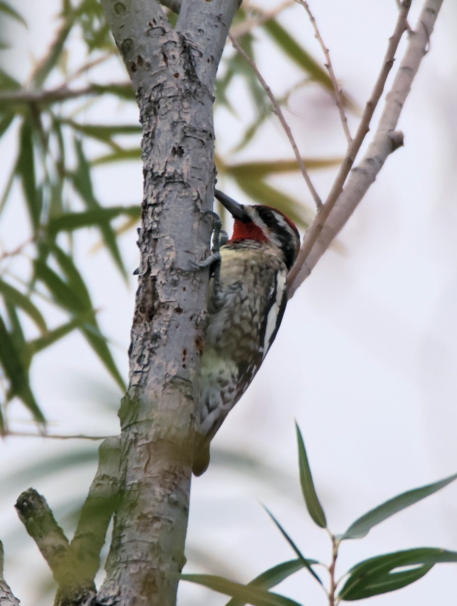 Red-naped Sapsucker - ML643238759