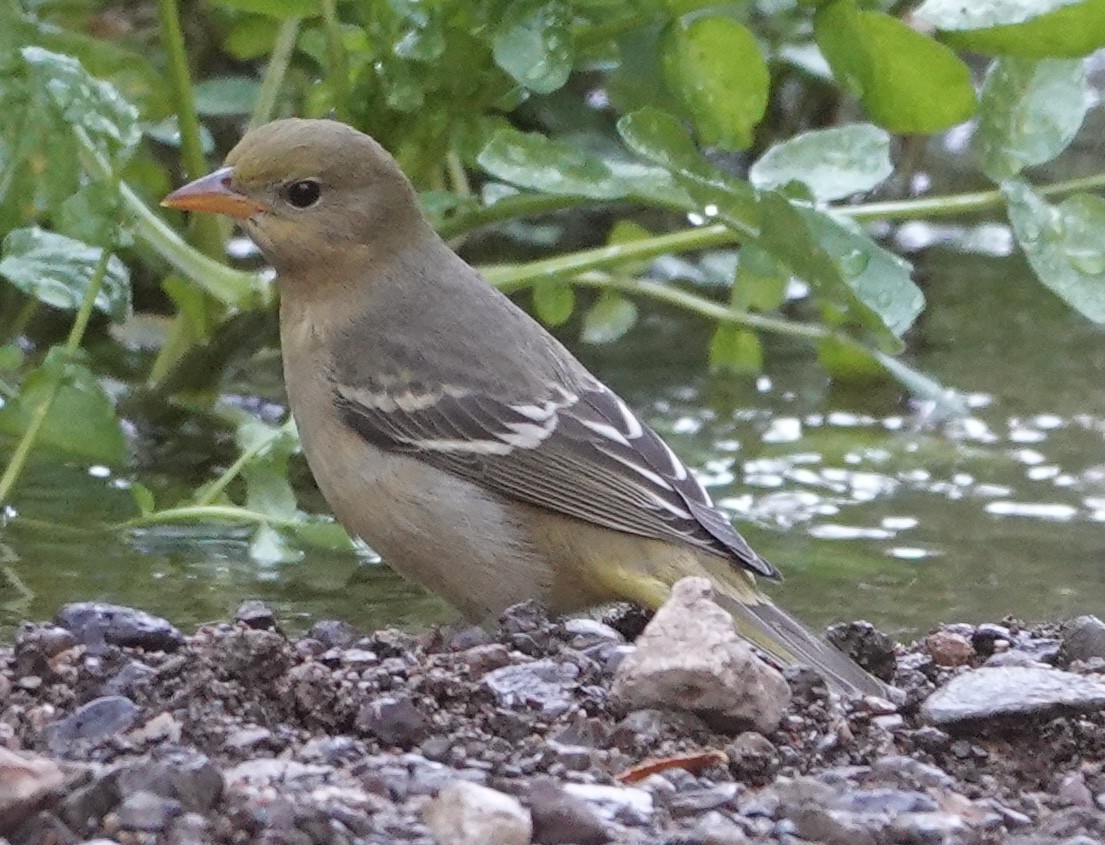Western Tanager - ML643238760