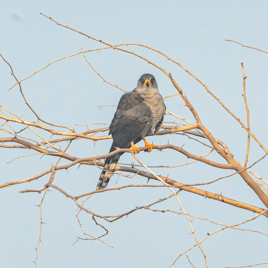 Gabar Goshawk - ML643238767