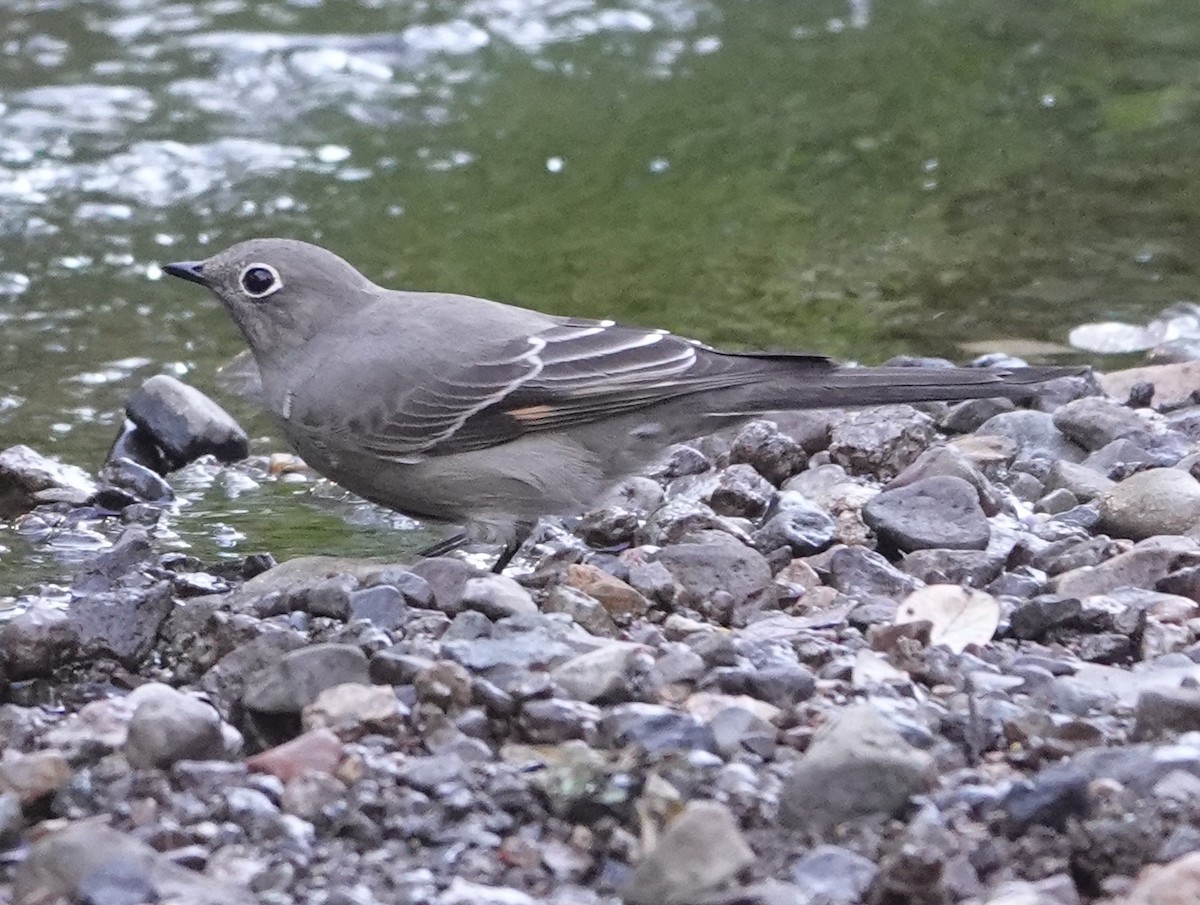 Townsend's Solitaire - ML643238775