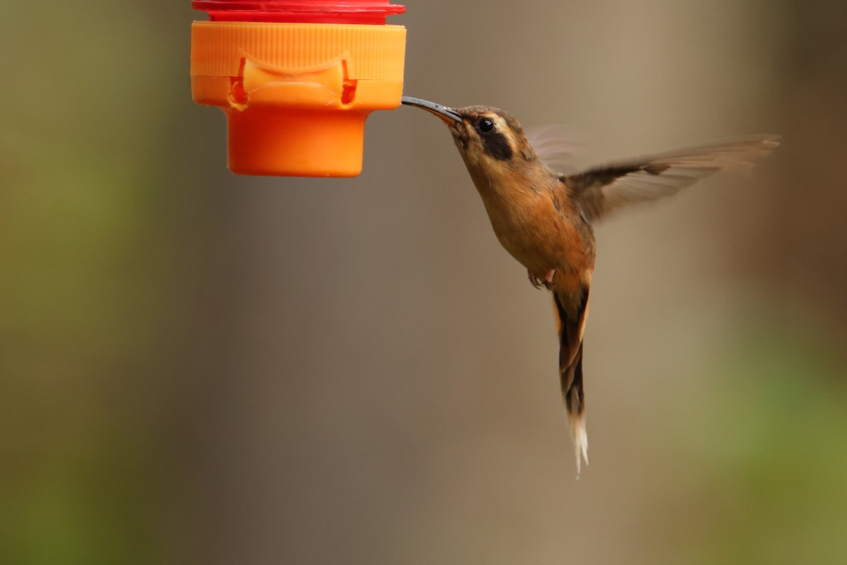 Gray-chinned Hermit - ML643238782