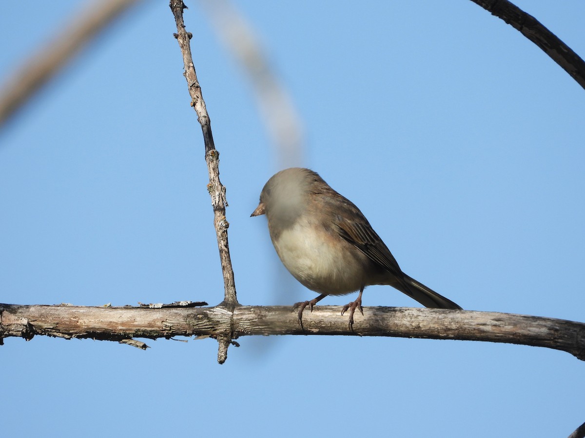 Junco ardoisé - ML643238788