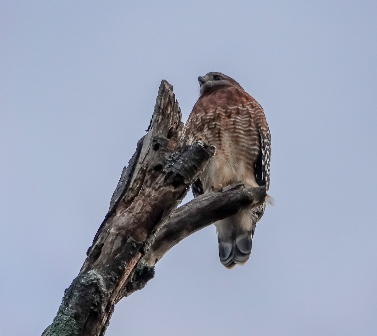 カタアカノスリ - ML643238818