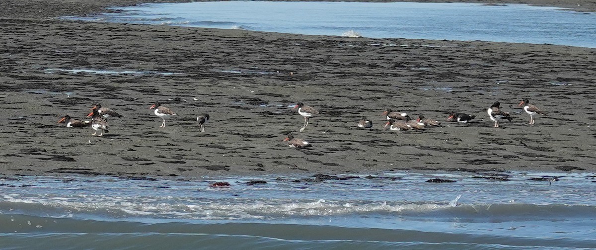 American Oystercatcher - ML643238844
