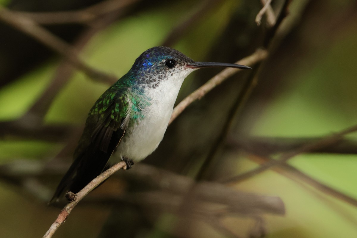 Andean Emerald - ML643238849