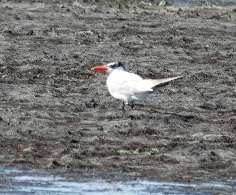 Caspian Tern - ML643238853